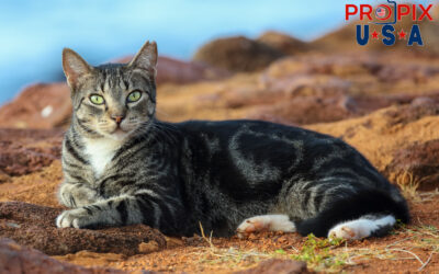 Homeless Animals of Hawaii | Pro Pix USA Photography for a Cause